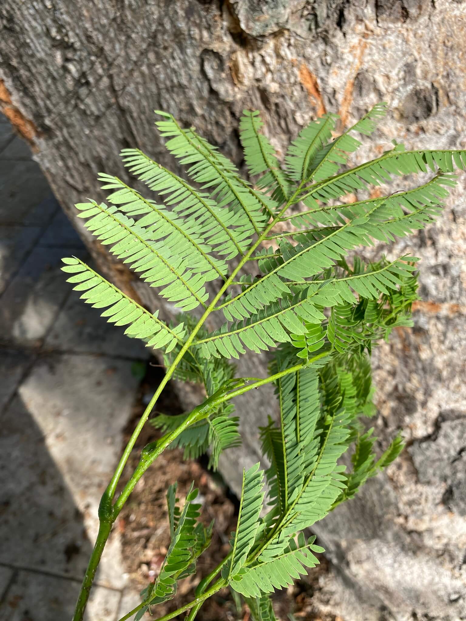 Enterolobium cyclocarpum